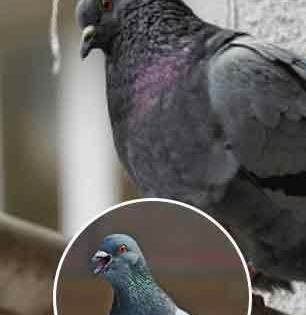 बाल्कनीत घाण करणाऱ्या कबुतरांना कायमचं पळवण्याचा उपाय, पुन्हा होणार नाही त्यांचा त्रास