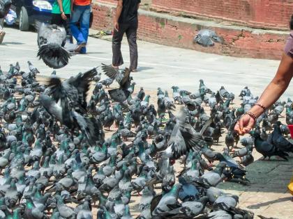 Let's fly the pigeons! Are we going to destroy science and conscience in the name of kindness to all creatures? | चला कबुतरं उडवूया! भूतदयेच्या नावाखाली आपण विज्ञान, विवेकाला फाटा देणार आहोत का? Let's fly the pigeons! Are we going to destroy science and conscience in the name of kindness to all creatures? | चला कबुतरं उडवूया! भूतदयेच्या नावाखाली आपण विज्ञान, विवेकाला फाटा देणार आहोत का?