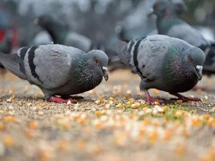 Risk of lung due to pigeons The growing number of pigeons is alarming | ‘गुटर-गु’मुळे फुप्फुसाला धोका! कबुतरांची वाढती संख्या चिंताजनक; वाचा सविस्तर