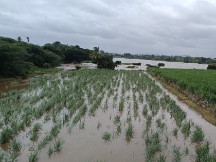 Heavy rains floods hit crops on 4971 hectares in Sangli district | अतिवृष्टी, पुराने सांगली जिल्ह्यात ४९७१ हेक्टरवरील पिकांना फटका; पंचनामे सुरू Heavy rains floods hit crops on 4971 hectares in Sangli district | अतिवृष्टी, पुराने सांगली जिल्ह्यात ४९७१ हेक्टरवरील पिकांना फटका; पंचनामे सुरू