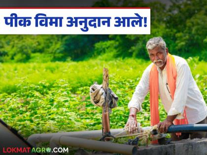 Latest news Pik Vima Government decision to approve crop insurance for Kharif 2024 and Rabi season 2024-25 | खरीप २०२४, रब्बी हंगाम २०२४-२५ पिक विमा मंजुरीचा शासन निर्णय आला, 'या' तारखेपासून पैसे वाटप Latest news Pik Vima Government decision to approve crop insurance for Kharif 2024 and Rabi season 2024-25 | खरीप २०२४, रब्बी हंगाम २०२४-२५ पिक विमा मंजुरीचा शासन निर्णय आला, 'या' तारखेपासून पैसे वाटप