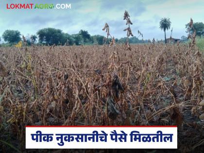 Latest News Union Agriculture Minister say about distribution of crop damage funds in Maharashtra | महाराष्ट्रातील पीक नुकसानीच्या निधी वाटपाबाबत केंद्रीय कृषिमंत्री काय म्हणाले... Latest News Union Agriculture Minister say about distribution of crop damage funds in Maharashtra | महाराष्ट्रातील पीक नुकसानीच्या निधी वाटपाबाबत केंद्रीय कृषिमंत्री काय म्हणाले...