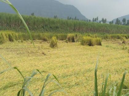 Heavy rain in Sangli district, loss of kharif crops | सांगली जिल्ह्यात धुवांधार पाऊस, चार सर्कलमध्ये अतिवृष्टी; खरीप पिकांचे मोठे नुकसान