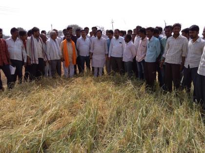 Loss of gram, wheat and horticulture area in Devinsa; MLA inspect rigged | नेतन्सा येथे हरभरा, गहू व फळबाग क्षेत्राचे नुकसान; आमदार झनकांनी केली पाहणी