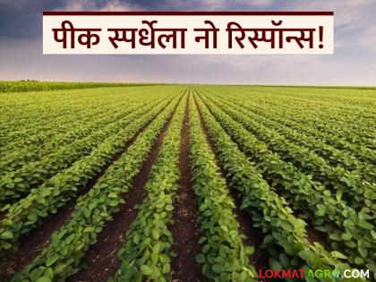 latest news Pik Spardha: After Kharipa, Rabi is also in a state of depression; Is crop competition failing? | Pik Spardha : खरिपापाठोपाठ रब्बीतही उदासीनता; पीक स्पर्धा अपयशी ठरतेय का? latest news Pik Spardha: After Kharipa, Rabi is also in a state of depression; Is crop competition failing? | Pik Spardha : खरिपापाठोपाठ रब्बीतही उदासीनता; पीक स्पर्धा अपयशी ठरतेय का?