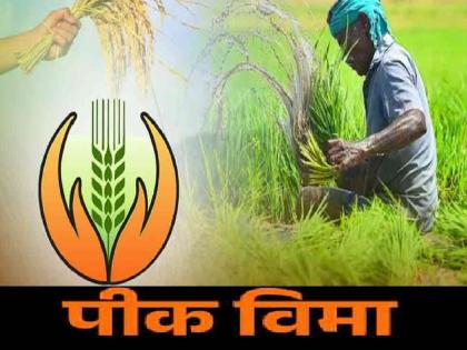 The response of farmers in Kolhapur in taking crop insurance is low, only 23 thousand protected areas   | पीक विमा काढण्यात कोल्हापुरातील शेतकऱ्यांचा प्रतिसाद कमीच, केवळ २३ हजार संरक्षित क्षेत्र  