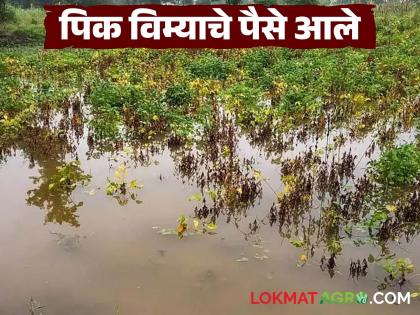 First phase of compensation announced under crop insurance scheme; 'These' farmers will get benefits | पीकविमा योजनेतून पहिल्या टप्प्यातील नुकसान भरपाई जाहीर; 'या' शेतकऱ्यांना मिळणार लाभ First phase of compensation announced under crop insurance scheme; 'These' farmers will get benefits | पीकविमा योजनेतून पहिल्या टप्प्यातील नुकसान भरपाई जाहीर; 'या' शेतकऱ्यांना मिळणार लाभ