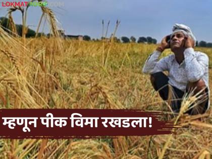 Latest News Pik vima Haven't you also received your crop insurance only then will it be credited to your account | तुमचाही पीक विमा जमा झाला नाही का? पहिल्यांदा हे काम करा, तरच खात्यात जमा होईल! Latest News Pik vima Haven't you also received your crop insurance only then will it be credited to your account | तुमचाही पीक विमा जमा झाला नाही का? पहिल्यांदा हे काम करा, तरच खात्यात जमा होईल!
