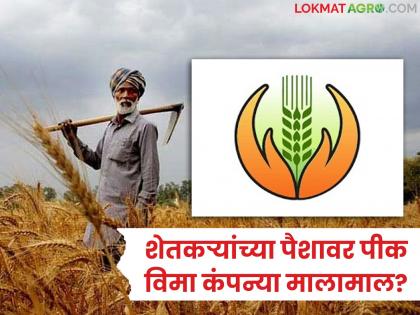 latest news Pik Vima Yojana: Insurance companies are getting rich on farmers' money; Earned thousands of crores in 9 years | Pik Vima Yojana : शेतकऱ्यांच्या पैशावर विमा कंपन्या मालामाल; ९ वर्षांत कमावले हजारो कोटी latest news Pik Vima Yojana: Insurance companies are getting rich on farmers' money; Earned thousands of crores in 9 years | Pik Vima Yojana : शेतकऱ्यांच्या पैशावर विमा कंपन्या मालामाल; ९ वर्षांत कमावले हजारो कोटी