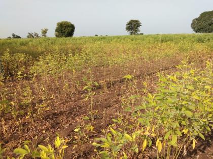 Unknown disease on soybeans: drying up due to lack of rains, farmers worry | सोयाबीनवर अज्ञात रोग : पावसाअभावी सुकताहेत पिक, शेतकरी चिंतेत