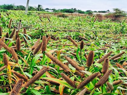 Farmers suffer losses due to rain in eastern part of Junnar taluka; Millet crops are destroyed | जुन्नर तालुक्याच्या पूर्व भागातील पावसाने शेतकऱ्यांचे नुकसान; बाजरी पिके भुईसपाट Farmers suffer losses due to rain in eastern part of Junnar taluka; Millet crops are destroyed | जुन्नर तालुक्याच्या पूर्व भागातील पावसाने शेतकऱ्यांचे नुकसान; बाजरी पिके भुईसपाट