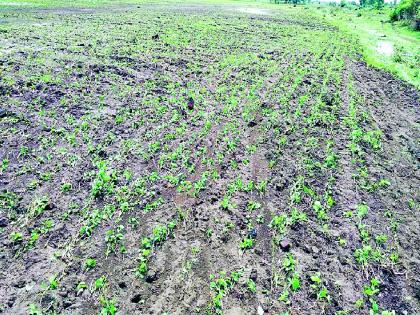 loss of crops on three and a half lakh hectares in Yavatmal, Wardha district | यवतमाळ, वर्धा जिल्ह्यात साडेतीन लाख हेक्टरवरील पिकांचे नुकसान; शेतकरी कोलमडून पडला