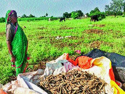 Can't harvest and the grain in the house is gone, how to live now? | पीक घेता नाही आलं अन् घरातलं धान्यही गेलं, आता जगायचं कसं?