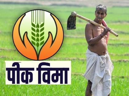 Satara district has set a new record in kharif crop insurance this year | खरीप पीक विम्यात सातारा जिल्ह्याचा यंदा नवा विक्रम, शेतकऱ्यांचा सहभाग अन् अर्ज आले..