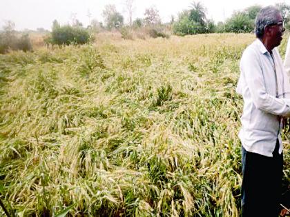 The crop insurance company rejected the applications of 77 percent of the affected farmers | बाधित ७७ टक्के शेतकऱ्यांचे अर्ज पीक विमा कंपनीने फेटाळले