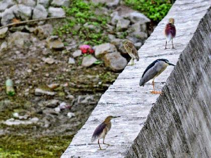  Birds of birds full of Ganesh lake | गणेश तलावात भरली पक्ष्यांची शाळा