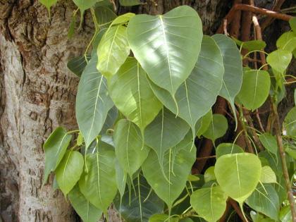 Read the importance of Pimpal tree in Skandha Purana, read! | स्कंध पुराणात पिंपळाच्या वृक्षाचे काय महत्त्व सांगितले आहे, वाचा!