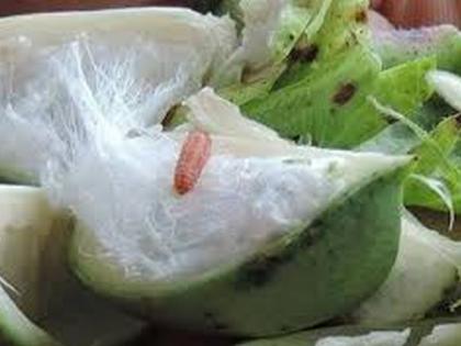 Double the incidence of pink bollworm in Buldhana District | गुलाबी बोंडअळीच्या प्रादुर्भावात दुपटीने वाढ 