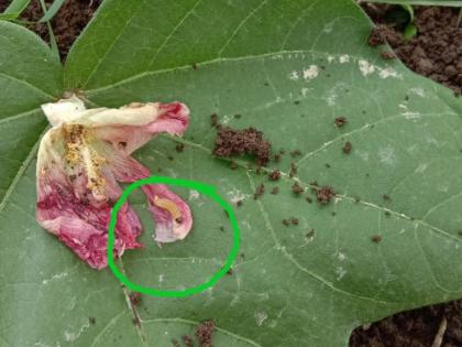 Pink Bollworm on cotton crop! | कापूस पिकावर गुलाबी बाेंडअळीची चाल!