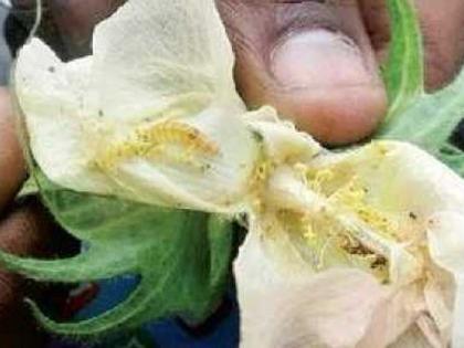 Pink Bollworm Attack On Cotton Increases | अमावस्येनंतर कपाशीवर गुलाबी बोंडअळीचे आक्रमण वाढले !