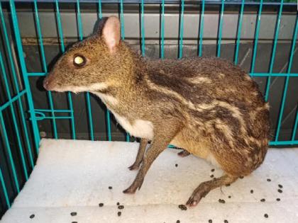 Pisori (Gela) wild animal found in Rajapur | Ratnagiri: राजापुरात सापडला पिसोरी (गेळा) जातीचा वन्यप्राणी