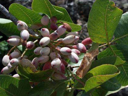 The best pistachios in the world are grown here, police are there to prevent theft! | इथे पिकवला जातो जगातला सर्वात चांगला पिस्ता, चोरी टाळण्यासाठी पोलिसांचा असतो बंदोबस्त!