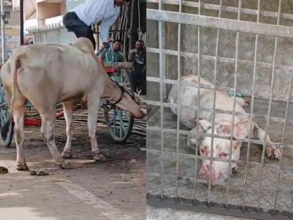 Pitbull attacks bull in Miraj, breaks its legs, shocking photos on the streets | मिरजेत पिटबुल श्वानाचा हल्ला, बैलाचे लचके तोडले, भर रस्त्यावर थरार Pitbull attacks bull in Miraj, breaks its legs, shocking photos on the streets | मिरजेत पिटबुल श्वानाचा हल्ला, बैलाचे लचके तोडले, भर रस्त्यावर थरार