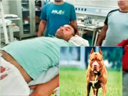 Pitbull bites youth's privates, dog killed by mob | Pitbull Attack: पिटबुल तरुणाच्या गुप्तांगाला चावला, जमावाकडून कुत्रा ठार