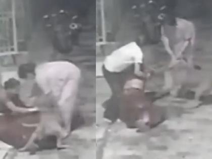Video: Woman attacked by pitbull; People tried to rescue her, but... | Video: महिलेवर पिटबुल कुत्र्याचा हल्ला; लोक सोडवण्याचा प्रयत्न करत राहिले, पण... Video: Woman attacked by pitbull; People tried to rescue her, but... | Video: महिलेवर पिटबुल कुत्र्याचा हल्ला; लोक सोडवण्याचा प्रयत्न करत राहिले, पण...