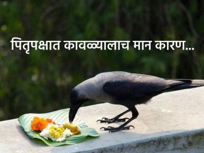 Pitru Paksha 2025: Why is the crow so important in Pitru Paksha, apart from other animals and birds? Read! | Pitru Paksha 2025: पितृपक्षात इतर प्राणी पक्षी सोडून कावळ्यालाच एवढं महत्त्व का? वाचा! Pitru Paksha 2025: Why is the crow so important in Pitru Paksha, apart from other animals and birds? Read! | Pitru Paksha 2025: पितृपक्षात इतर प्राणी पक्षी सोडून कावळ्यालाच एवढं महत्त्व का? वाचा!