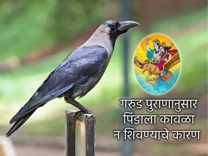 पितृपक्ष २०२५: पितृपक्षात ठेवलेल्या नैवेद्याला कावळा शिवत नाही? नक्कीच हातून घडत असणार 'या' ५ चुका!