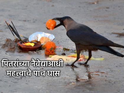 Pitru Paksha 2025: Do you keep these five grains before offering food to ancestors? | Pitru Paksha 2025: पितृ पक्षात पितरांच्या नैवेद्याआधी 'हे' पाच घास तुम्ही काढून ठेवता का? Pitru Paksha 2025: Do you keep these five grains before offering food to ancestors? | Pitru Paksha 2025: पितृ पक्षात पितरांच्या नैवेद्याआधी 'हे' पाच घास तुम्ही काढून ठेवता का?
