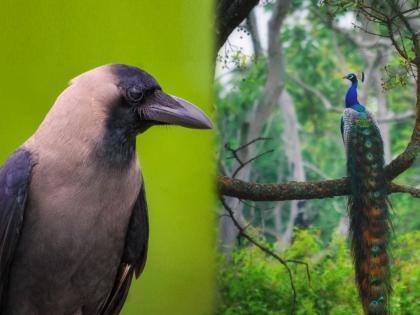 Pitru Paksha 2025: Why is the crow so displeased despite being given so much respect in Pitru Paksha? Read the parable | Pitru Paksha 2025: पितृपक्षात कावळ्याला एवढा मान मिळूनही त्याची एवढी नाराजी का? वाचा बोधकथा Pitru Paksha 2025: Why is the crow so displeased despite being given so much respect in Pitru Paksha? Read the parable | Pitru Paksha 2025: पितृपक्षात कावळ्याला एवढा मान मिळूनही त्याची एवढी नाराजी का? वाचा बोधकथा