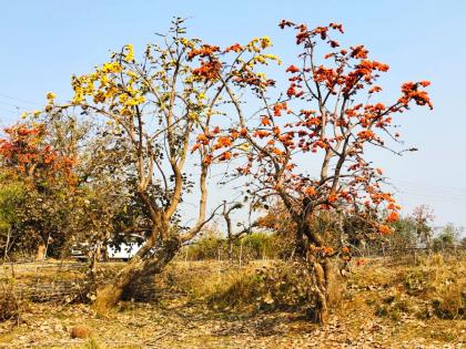 A rare yellow plant with medicinal properties in the forest of Chandrapur | चंद्रपूरच्या जंगलात औषधीयुक्त गुण असलेला दुर्मिळ पिवळा पळस