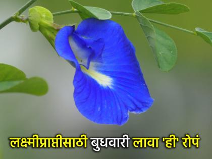 Vastu Tips: बुधवारी लावलेली 'ही' रोपं ठरतात लक्ष्मीप्राप्तीचा आणि अपयशातून मुक्तीचा राजमार्ग!