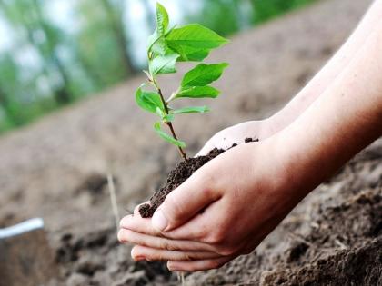 The greenery of concrete will blossom | काँक्रिटच्या जंगलात बहरणार हिरवळ; महापालिकेचा निर्धार