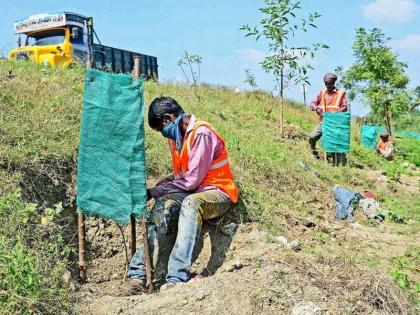 Resident of the district will remain blank in the plantation drive | वृक्ष लागवड मोहिमेत जिल्ह्यातील महामार्ग राहणार निरंक