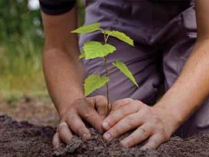  Planting of 6 lakh trees under the Malegaon Forest circul | मालेगाव वन परीक्षेत्रातंर्गत होणार ६ लाख वृक्षांची लागवड