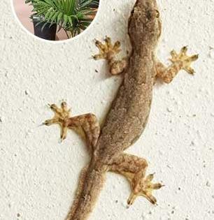 घरात पालींचा सुळसुळाट ? 'या' सुगंधी रोपांच्या वासानेच पळतील पाली - ट्राय करा स्वस्तात मस्त खिशाला परवडणारा उपाय...