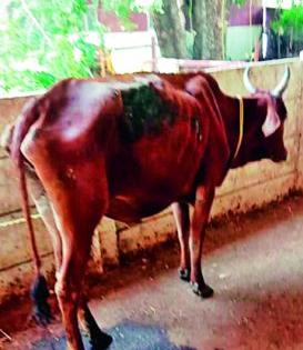 Surprise ... 80 kg of plastic was removed from the cow's stomach | अबब... गाईच्या पाेटातून काढले ८० किलाे प्लास्टिक