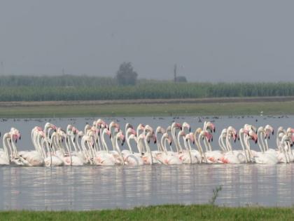 Thousands of birds flocked to Ujani Tira | परदेशी प्लेमिंगोसह हजारों पक्षांचे उजनी तीरावर भरले जणू मुक्त संमेलन...