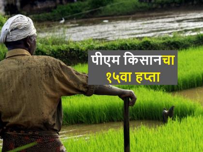 prime minister narendra modi release 15th installment of pm kisan yojana here is how to check the status | पीएम किसान योजनेचा 15 वा हप्ता जारी, करोडो शेतकऱ्यांच्या खात्यावर पोहोचले 2000 रुपये 