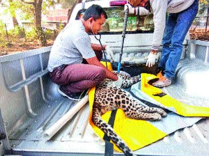 Sticky Leopard in the Chicken Patch | कोंबड्यांच्या खुराड्यात अडकला बिबट्या