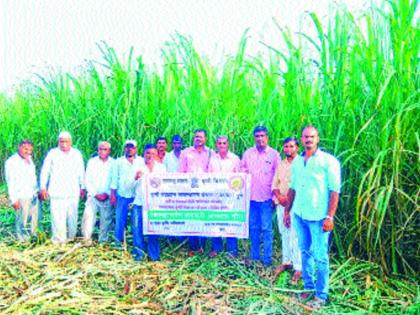 Paragal Organic Farming Study, visit to the field of progressive farmers | पारगावला सेंद्रिय शेती अभ्यासदौैरा, प्रगतशील शेतकऱ्यांच्या शेतावर भेट