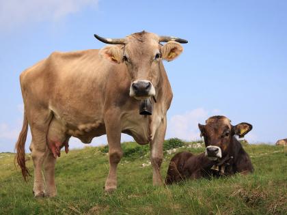 Insurance can be avoided now cattle | पशुधनांचाही आता उतरवता येणार विमा