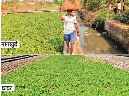 poisonous vegetable grown in beside of railway track in mumbai will the administration take action or not | रेल्वेरुळांलगत गटाराच्या पाण्यावर येणाऱ्या भाज्या विषारी! प्रशासन काही बोलणार की नाही?