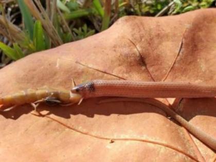 snake killed by more poisonous insect than him named centipede in florida | खतरनाक! साप किड्याला संपवायला गेला पण किडा होता इतका विषारी की सापच मेला