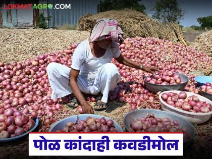 Latest News Five quintals of onion price of Rs 200 in yeola kanda market | पाच क्विंटल पोळ कांद्याला 200 रुपये भाव मिळाला, ते पैसेही वाहतुकीला गेले, सांगा कसं जगायचं? Latest News Five quintals of onion price of Rs 200 in yeola kanda market | पाच क्विंटल पोळ कांद्याला 200 रुपये भाव मिळाला, ते पैसेही वाहतुकीला गेले, सांगा कसं जगायचं?