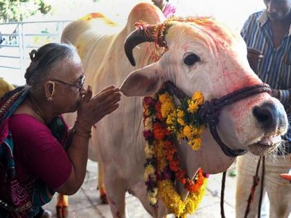 Shravan Amavasya 2025: Why is Pola celebrated in villages even in the era of modern agriculture? | Shravan Amavasya 2025: आधुनिक शेतीच्या काळातही गावाकडे का साजरा केला जातो पोळा? Shravan Amavasya 2025: Why is Pola celebrated in villages even in the era of modern agriculture? | Shravan Amavasya 2025: आधुनिक शेतीच्या काळातही गावाकडे का साजरा केला जातो पोळा?