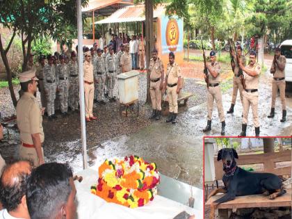 dog Cooper a member of the Crime Investigation Team of Sangli Police Force passes away | Sangli: शेकडो गुन्हेगारांना गजाआड करणारा पोलिस श्वान ‘कूपर’ काळाच्या पडद्याआड dog Cooper a member of the Crime Investigation Team of Sangli Police Force passes away | Sangli: शेकडो गुन्हेगारांना गजाआड करणारा पोलिस श्वान ‘कूपर’ काळाच्या पडद्याआड